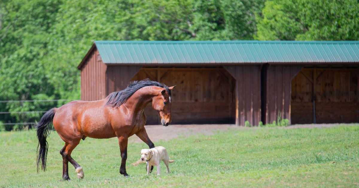 'Healing Power Of Horses': Therapeutic Horses Of Saratoga An Asset To Community