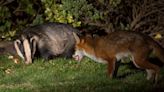 Badgers cleared of lamb attacks after DNA tests show foxes to blame