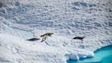 Longer-lasting ozone holes over Antarctica expose seal pups and penguin chicks to much more UV