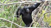 Chimpanzees in Tanzania help British scientists solve mystery of why humans walk on two legs