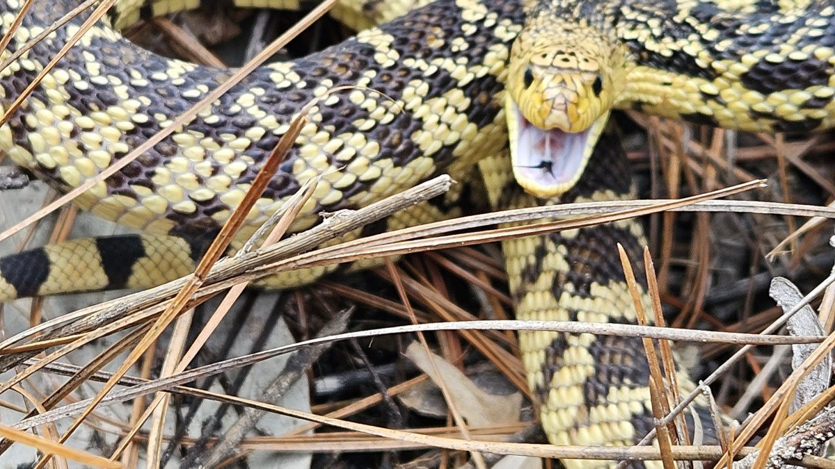 Unsettling or heartwarming? 75 snakes released into the wild by Fort Worth Zoo