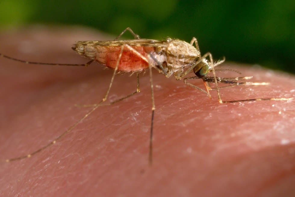 Florida battles rising dengue fever infections