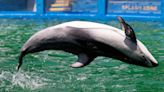 He lived in Lolita’s tank at Miami Seaquarium. What’s next for Li’i the dolphin?