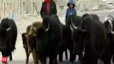 Grazing in East Ladakh's higher regions allowed; shepherds eye pre-2020 heights