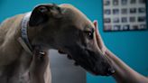 Ponen a perros galgos en adopción en San Diego tras el cierre repentino del histórico hipódromo de Tijuana