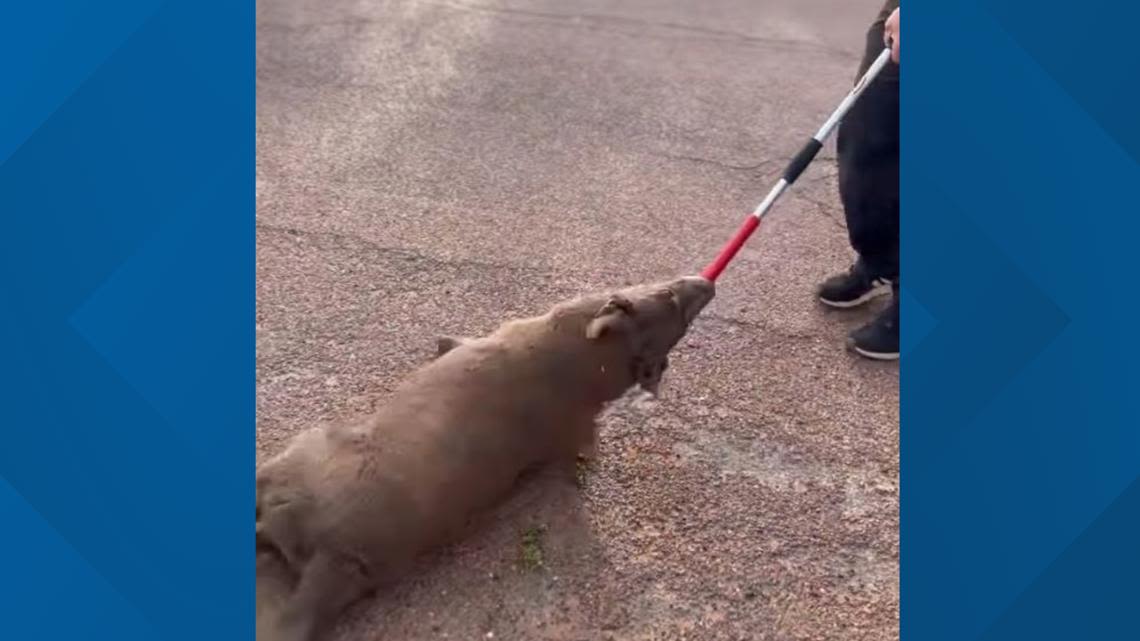 Arizona animal control officer on leave after dog-dragging incident