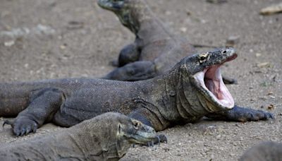 World’s biggest lizards use iron-coated teeth to tear up prey