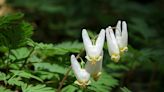 Climate change threatens spring wildflowers by speeding up the time when trees leaf out above them