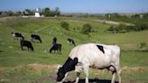 Danemark : Pour sauver la planète, le pays va taxer les pets de vaches