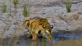 Bhutan Hosts Summit Targeting $1 Billion USD for the Conservation of Tiger Landscapes