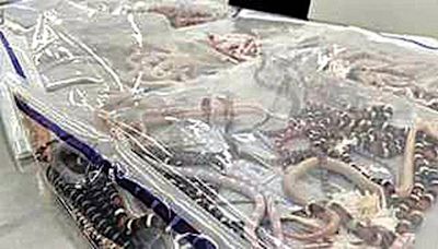 Man stopped at customs with 100 live snakes down his pants