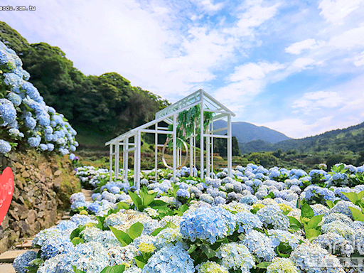 竹子湖繡球花特色農遊 鶯歌陶藝體驗玩陶畫陶