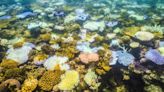 La Gran Barrera de Coral australiana, más amenazada que nunca