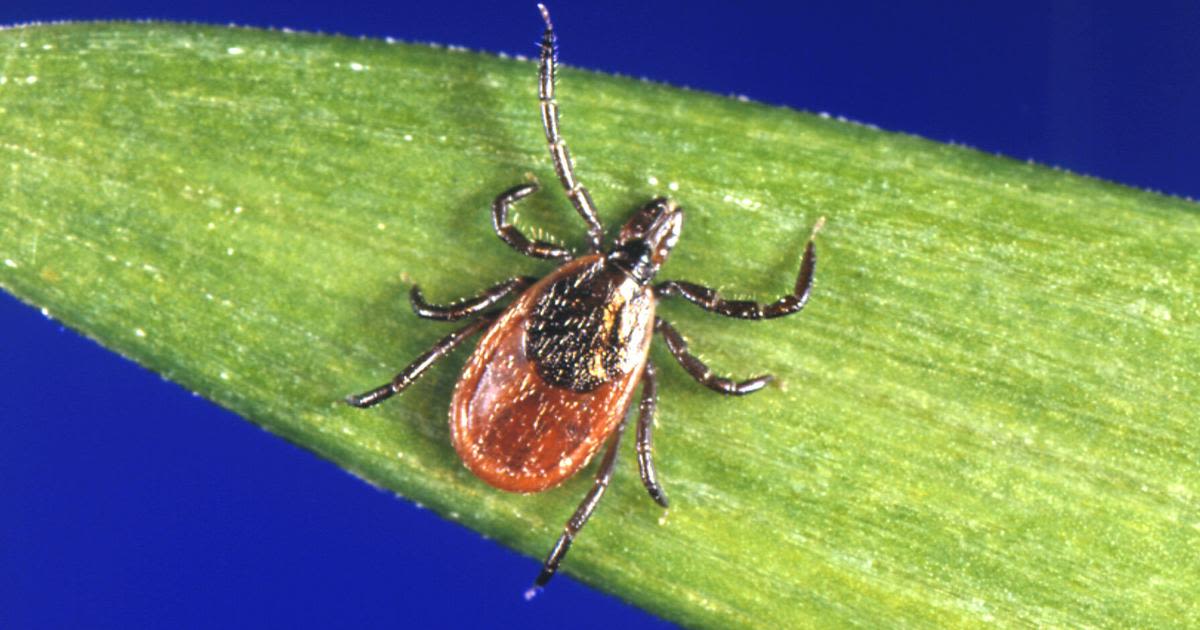 State & Union: Time again to use tick awareness in the woods, fields