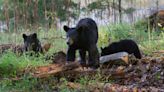 Black Bears Explore Safari Park in a ‘Swan Boat’ Like a Bunch of Tourists