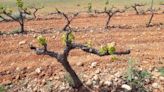 La Unió reclama a los ayuntamientos ayudas para productores de uvas y aceitunas por la sequía y Ucrania