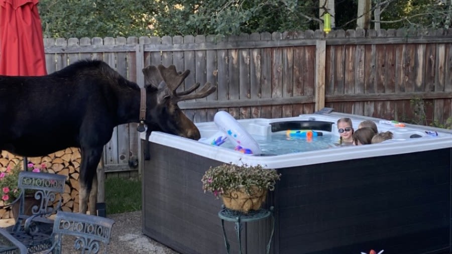 Watch: Bull moose visits kids in hot tub in Steamboat Springs
