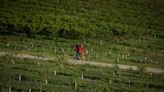 Chefs mourn for B.C.'s peaches but adapt to stone fruit wipeout