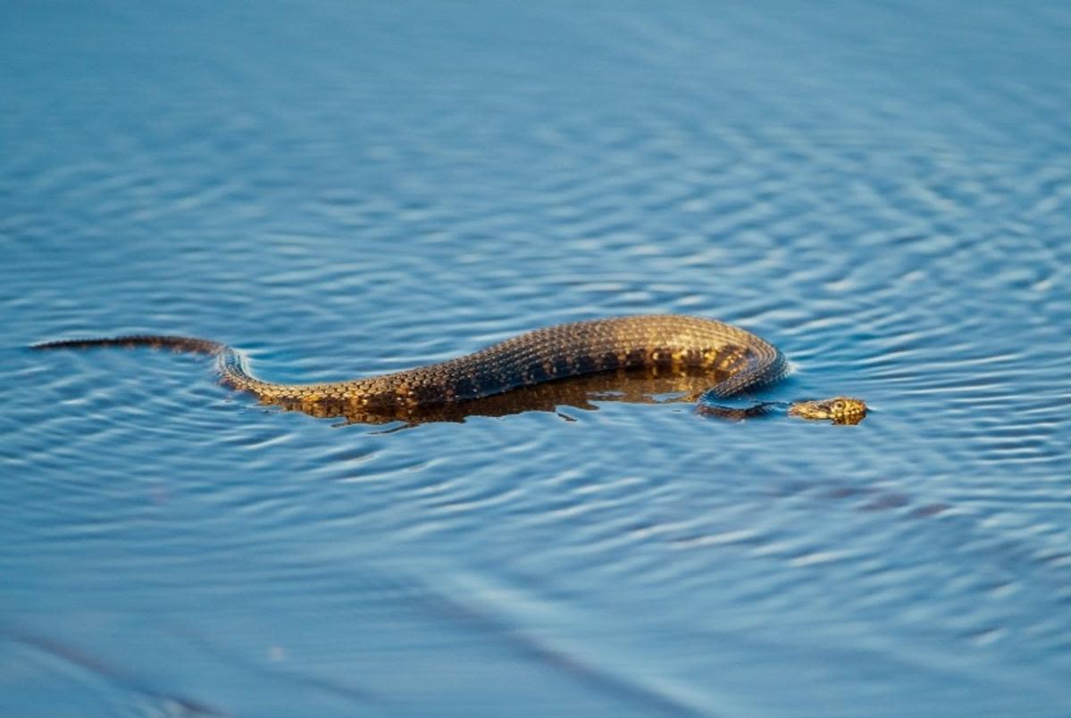 Beware: Thes Most Snake Infested Waters In New York State