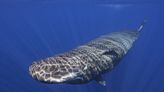 Scientists recorded sperm whales. Their pod-casts offer hints on how they talk.