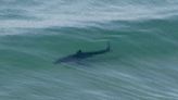 Great white sharks appear in waves at popular San Diego beach