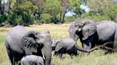 New Mexico woman becomes second American tourist killed by an elephant in Zambia this year