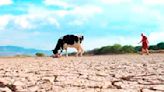 Sequía afecta a 65 comunidades en cuatro regiones del país - El Diario - Bolivia