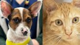 Pawsitively adorable: Meet 38 adoptable dogs and cats looking for love in the Tulsa area