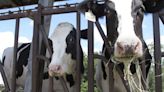 Bird flu hits dairy herd in Iowa