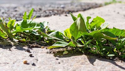 'Thrifty' method can banish weeds from patios and driveways