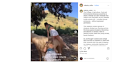‘Cal Poly is not a petting zoo’: Video shows students trying to ride horses in pasture