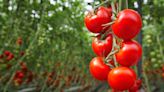 People share 'game-changing' tomato growing tips and crucial step when planting