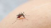Cómo es el test para detectar dengue