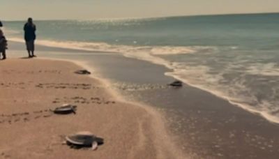 NE Aquarium releases 16 rehabbed sea turtles on NC beach - Boston News, Weather, Sports | WHDH 7News