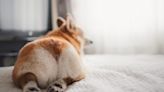 Why Dogs Fart & How to Help Stop the Stink