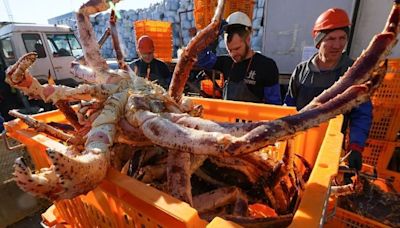 日本水產止步之機 「俄羅斯螃蟹」橫渡中國市場