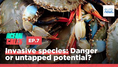Beat them or eat them: What should we do about invasive species in the ocean?
