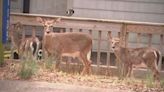 Tega Cay residents split on sharpshooters to manage deer population