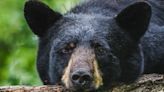 Black bear found dead in plastic bag near walking trail in Washington, DC, suburb