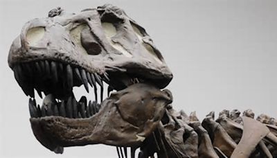 Wie schlau war der T. rex?