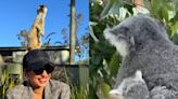 Priyanka Chopra Gets An 8 Month Old Koala Named After Her, Thanks Paradise Country For The ‘Lovely Surprise’ - News18