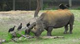 World's oldest male white rhino who calls Jacksonville Zoo home will undergo tooth surgery
