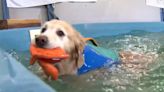 Las Vegas valley K9 aquatics center keeps doors open for the dogs