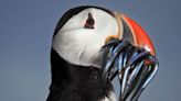 Wildlife groups slam 'appalling' EU in row over UK trying to protect puffins