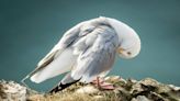 Urban seagulls prefer fish – even when offered human-made foods, study shows