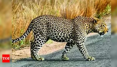 Woman killed in car accident while avoiding leopard | Hyderabad News - Times of India