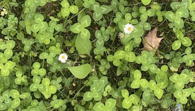 You're in the top 2% of people if you spot the 4-leaf clover in under 20 seconds