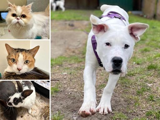 5 pets from RSPCA Brighton who are on the lookout for their forever homes