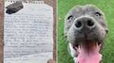 Shelter Writes Touching Letter to Owner Who Left Dog at Rescue with Note Explaining Choice