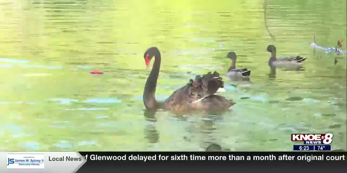 Zoo Buddy: Black Swans!